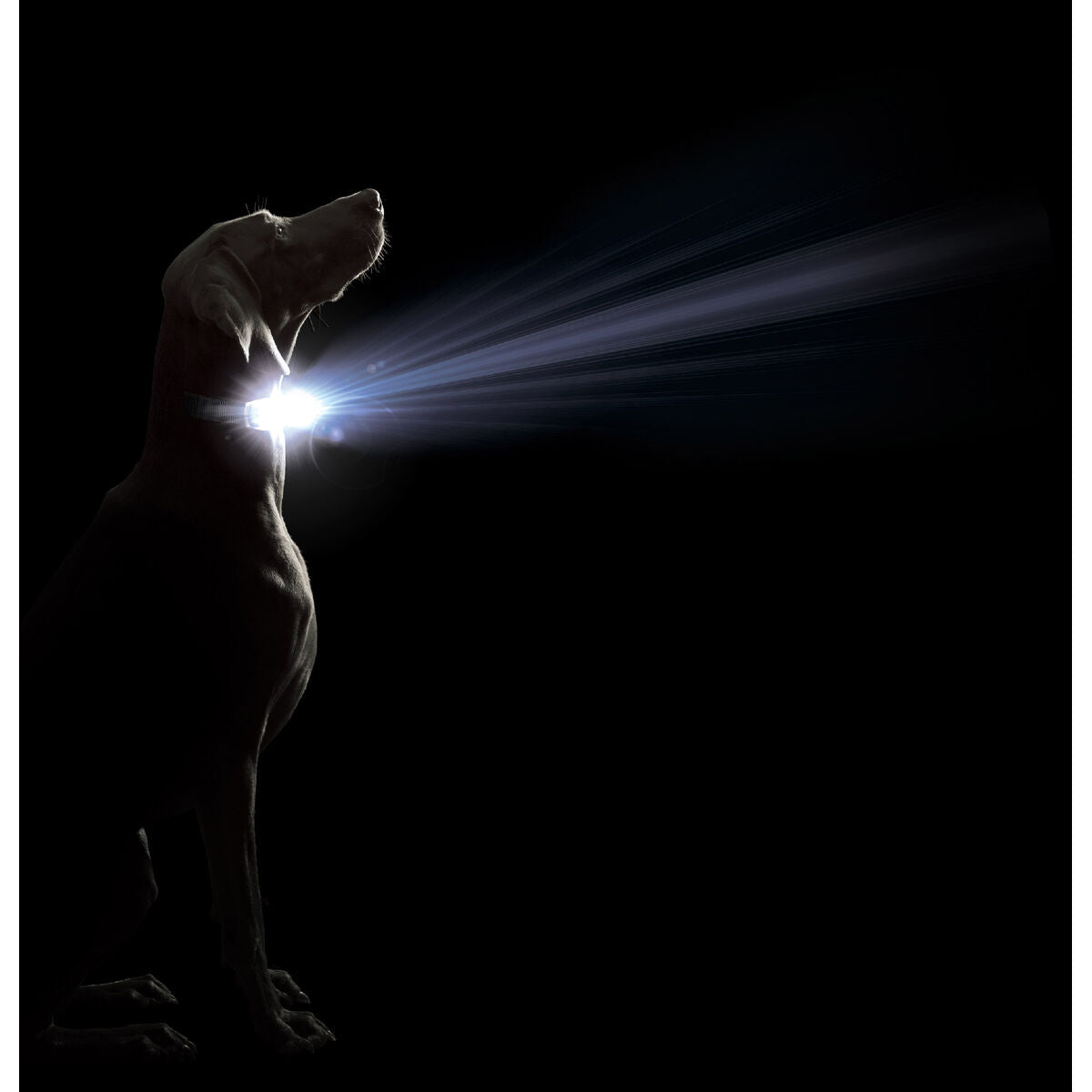 Dog collar Dog Gone Smart Red 12 Light-3