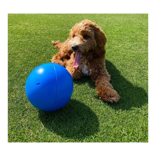 Jouet pour chien Company of Animals Boomer Bleu (100 mm)