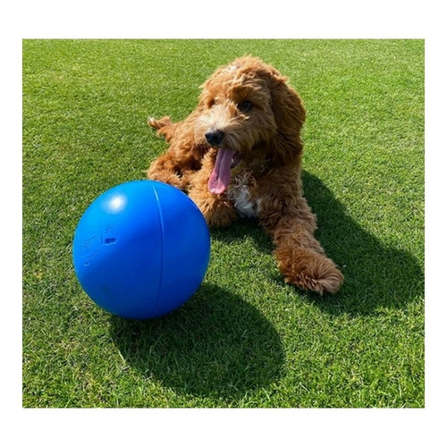 Jouet pour chien Company of Animals Boomer Bleu (100 mm)