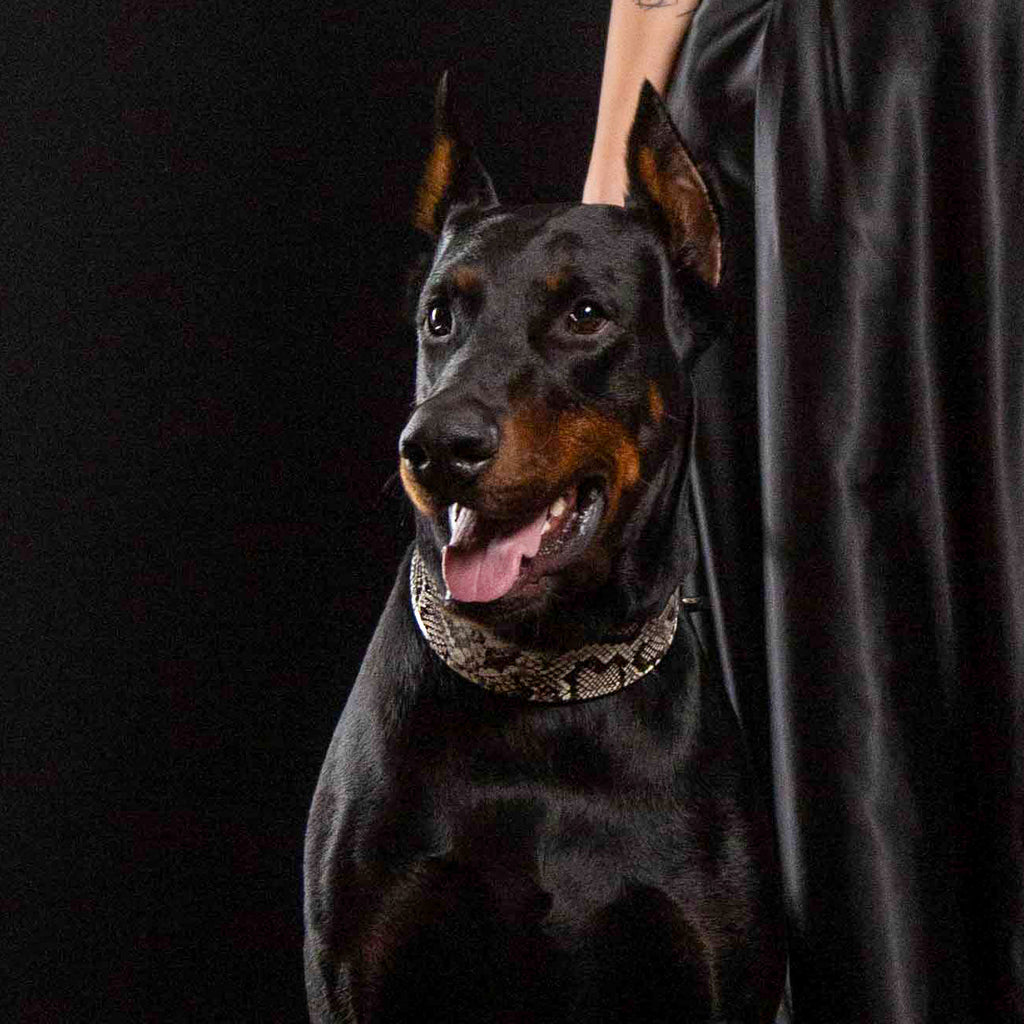 The ''Rock Python'' collar-3