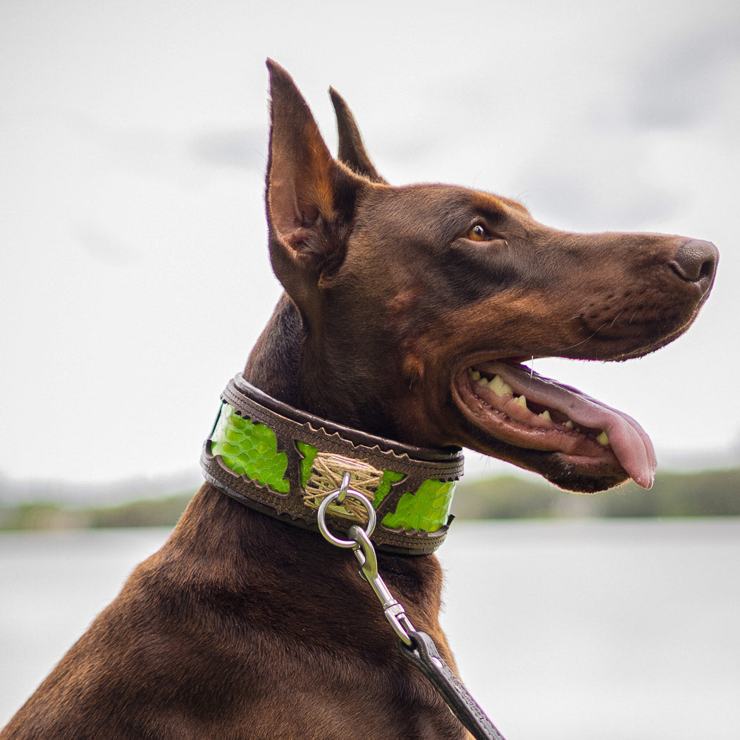 The ''Venom'' collar