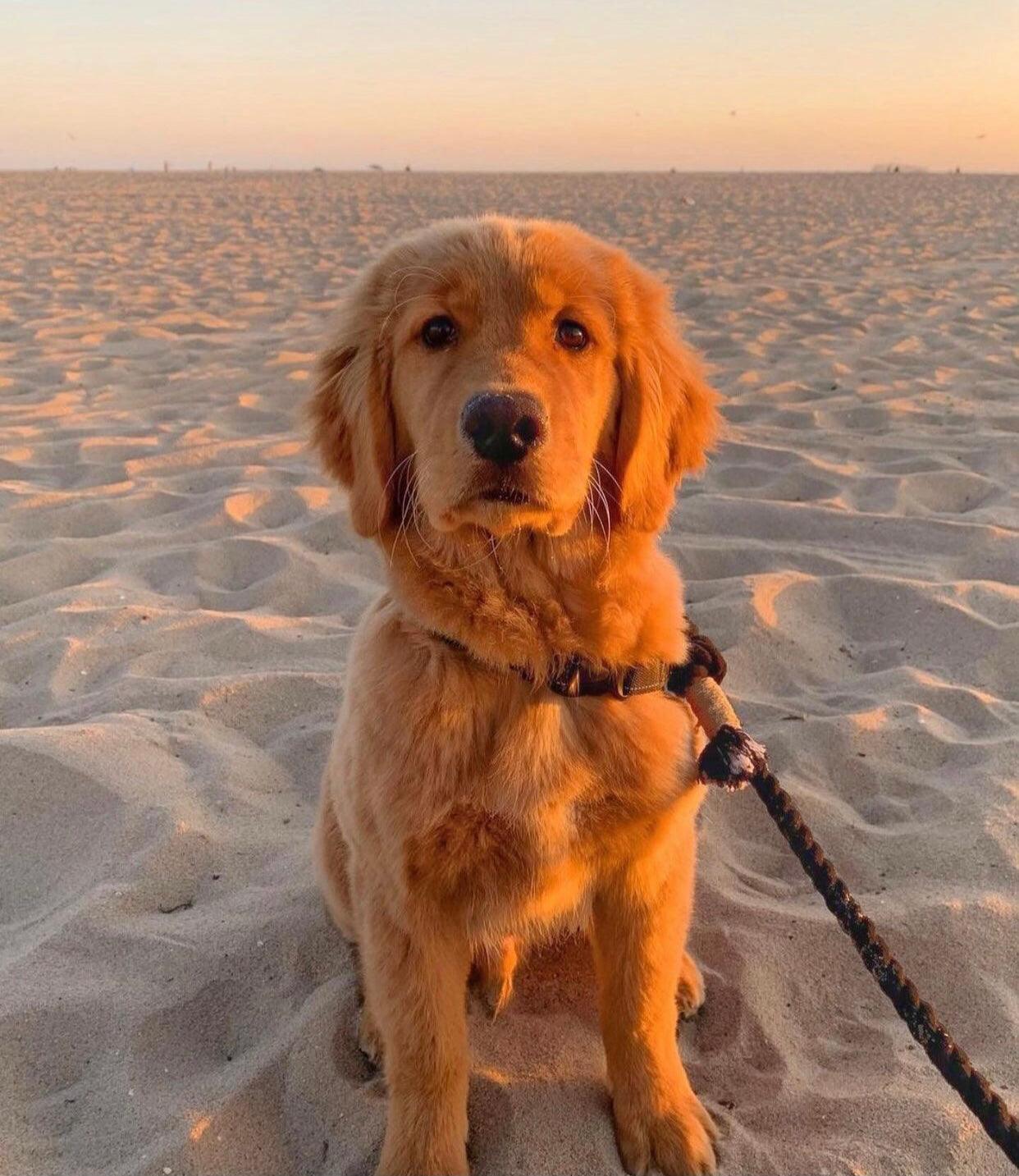 LAISSE EN CORDE - ÉMERAUDE