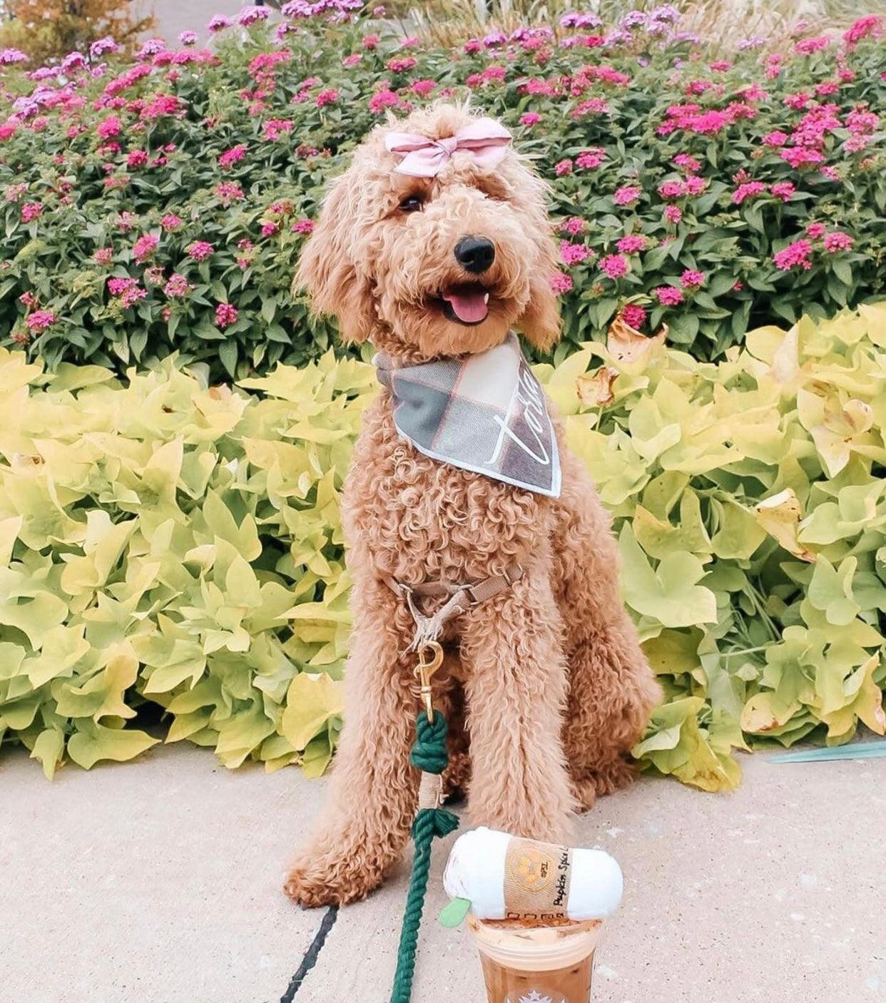 LAISSE EN CORDE - ÉMERAUDE