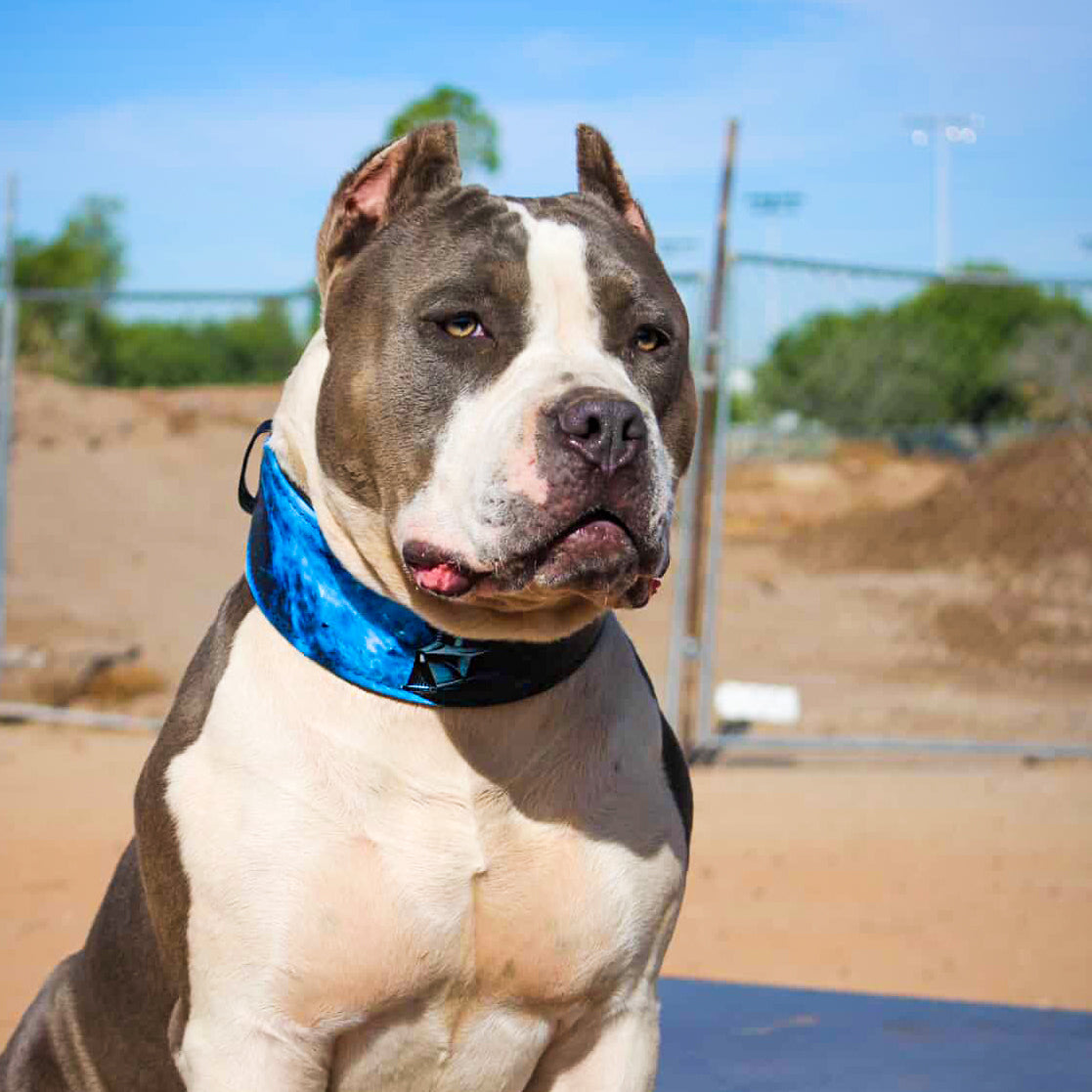 The Darth Force Limited Collar-1