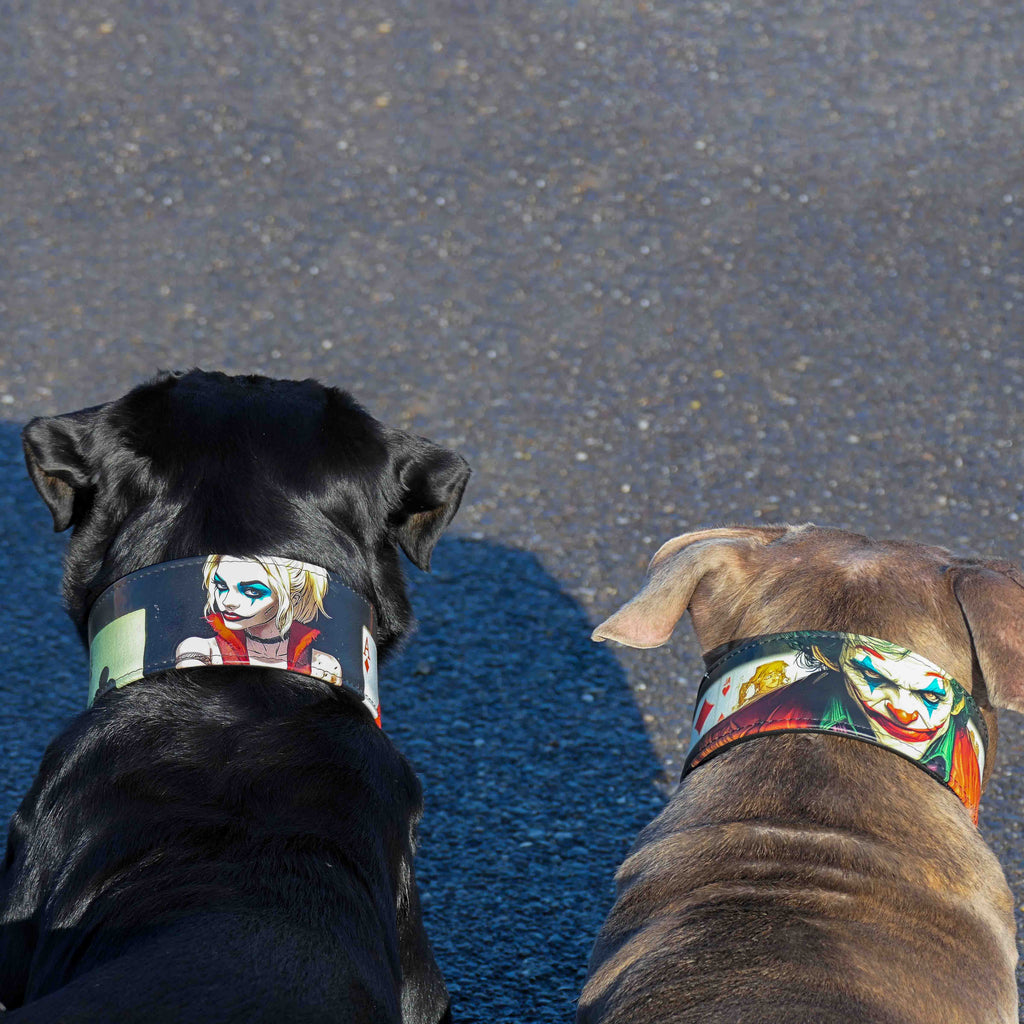 The Harley Limited Collar-3