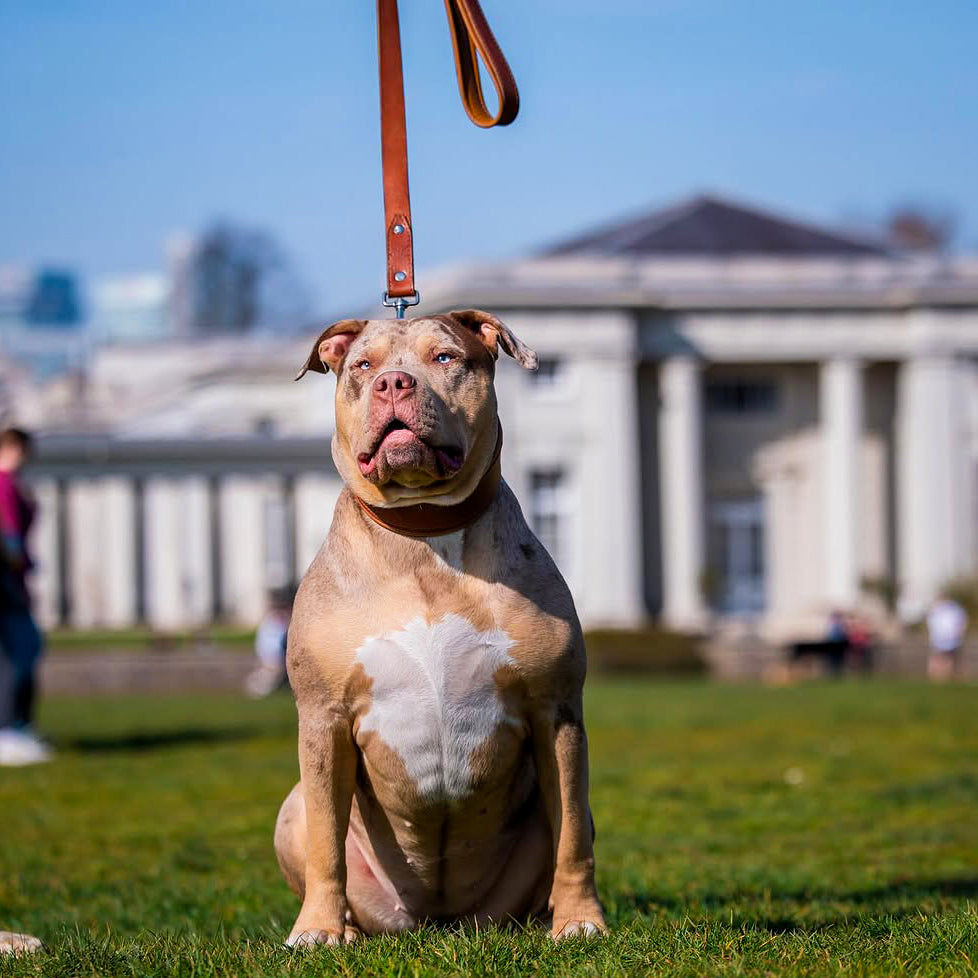 Plain "Style" collar brown-3