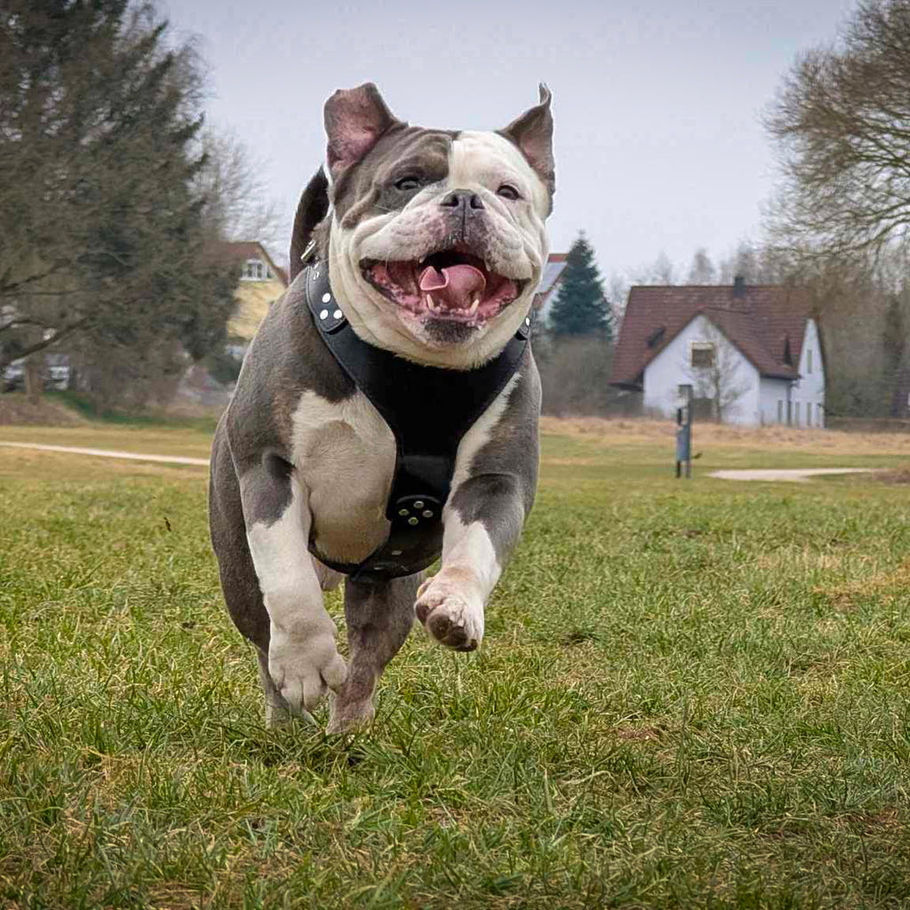 The ''Style'' harness Black-3