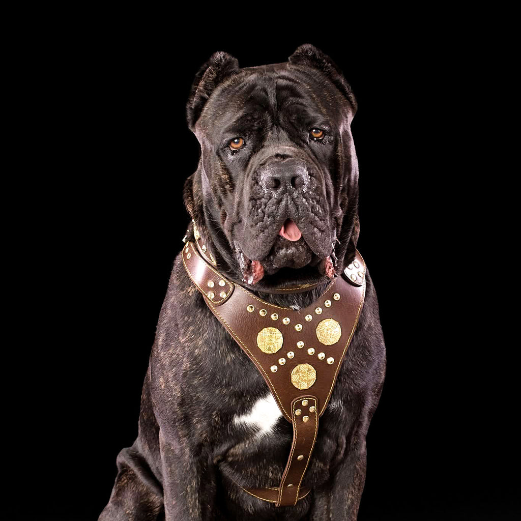 The "Maximus" brown harness-1