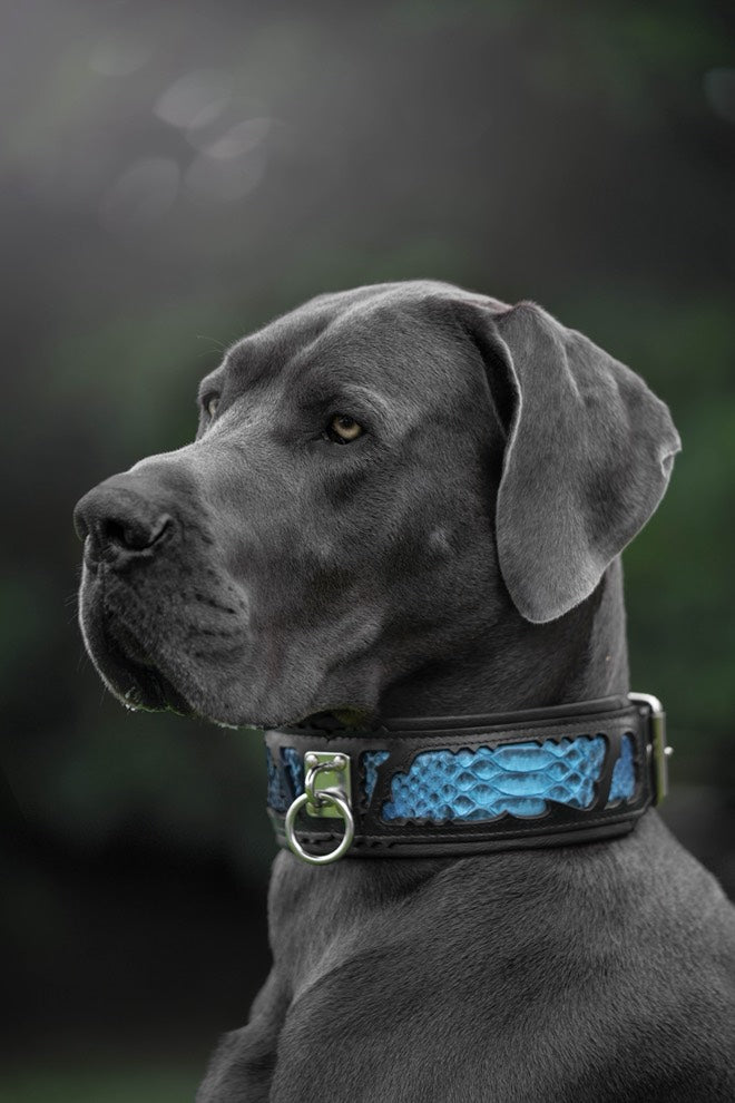 The ''Morelia Python'' leash-1