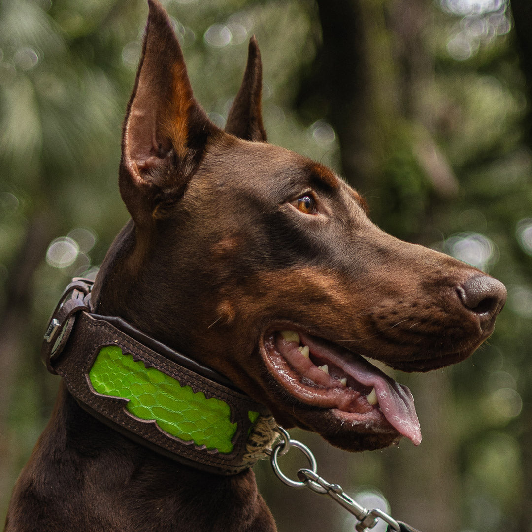 The ''Venom'' collar