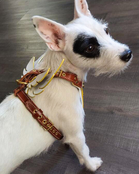 The "Hermeses" leather harness - Small to Medium Size-4