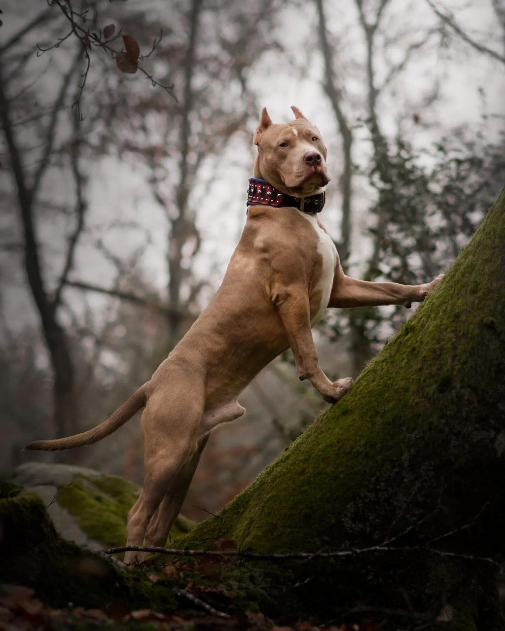 ''Captain A'' Collar