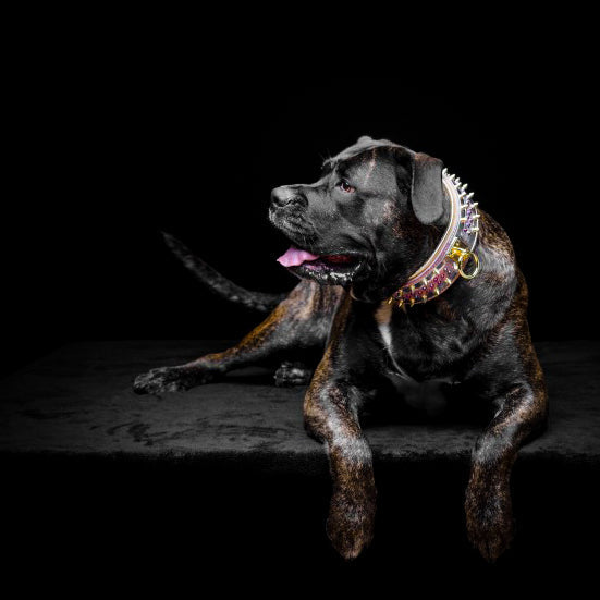 The Candy Dog Collar-4