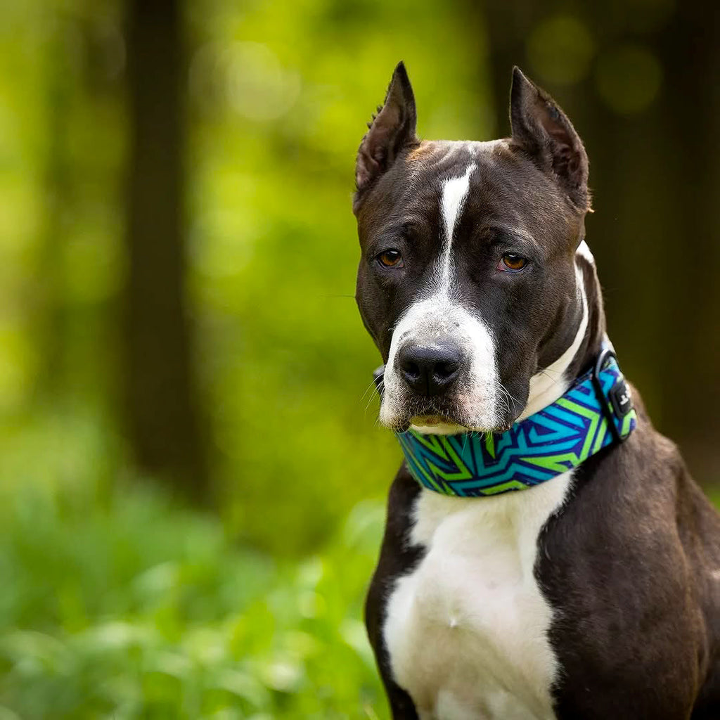 Bestia Dog Sport GripPro Print Collar - Blue&Green-2