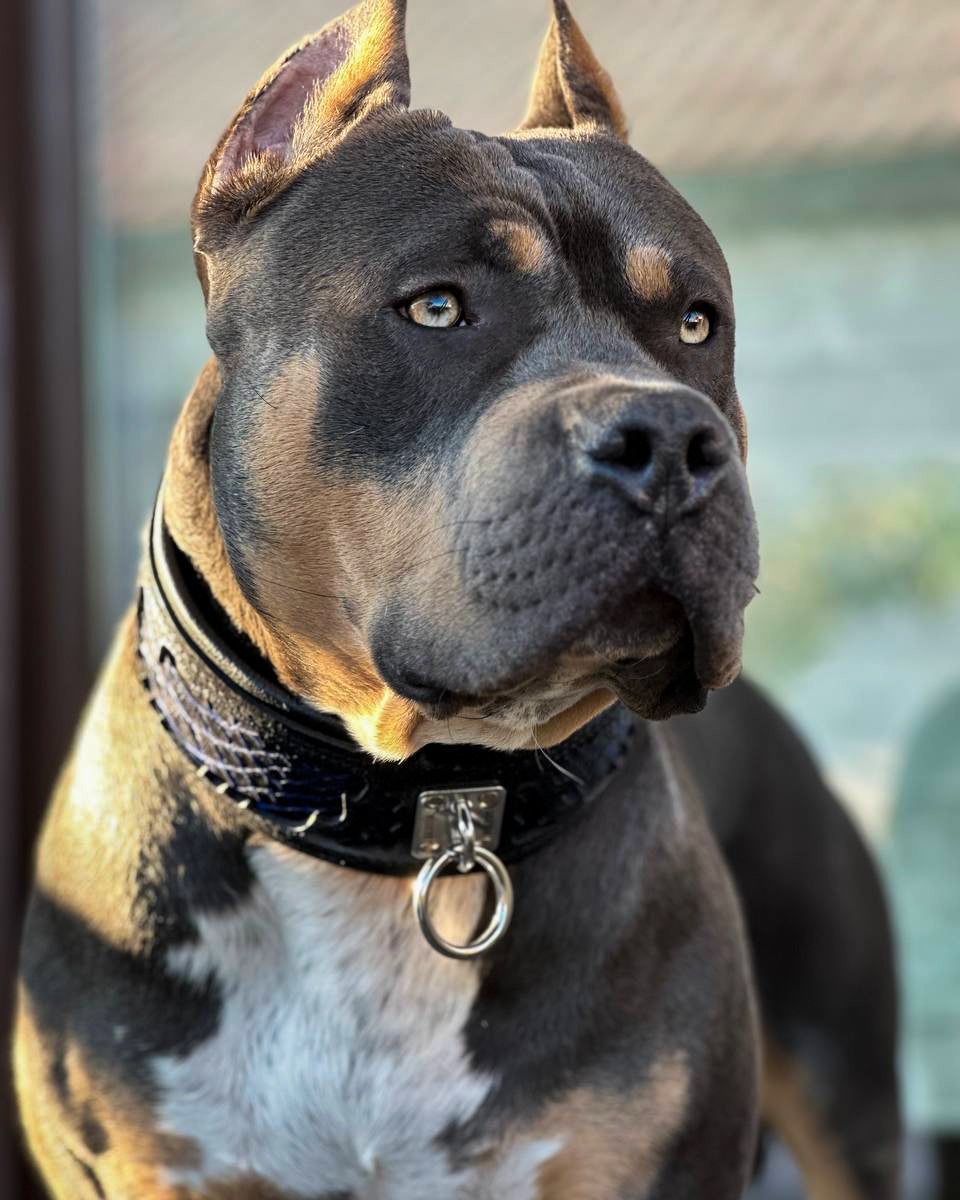 The ''Indigo'' collar-2