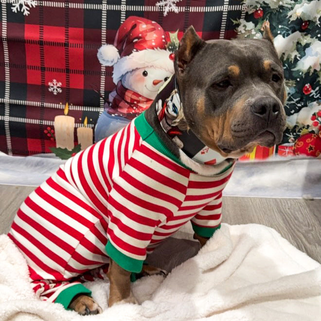 The Harley Limited Collar-4