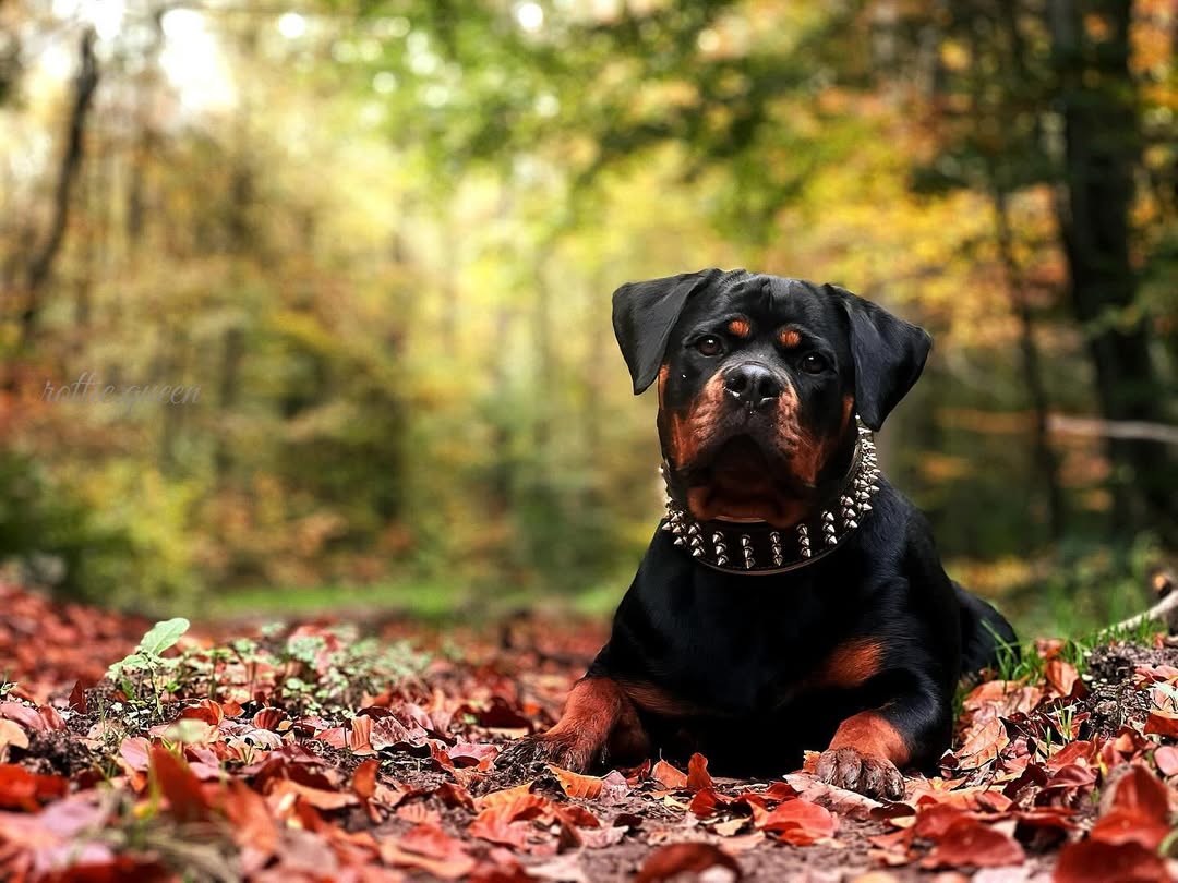 The "Gold Giant" collar-1