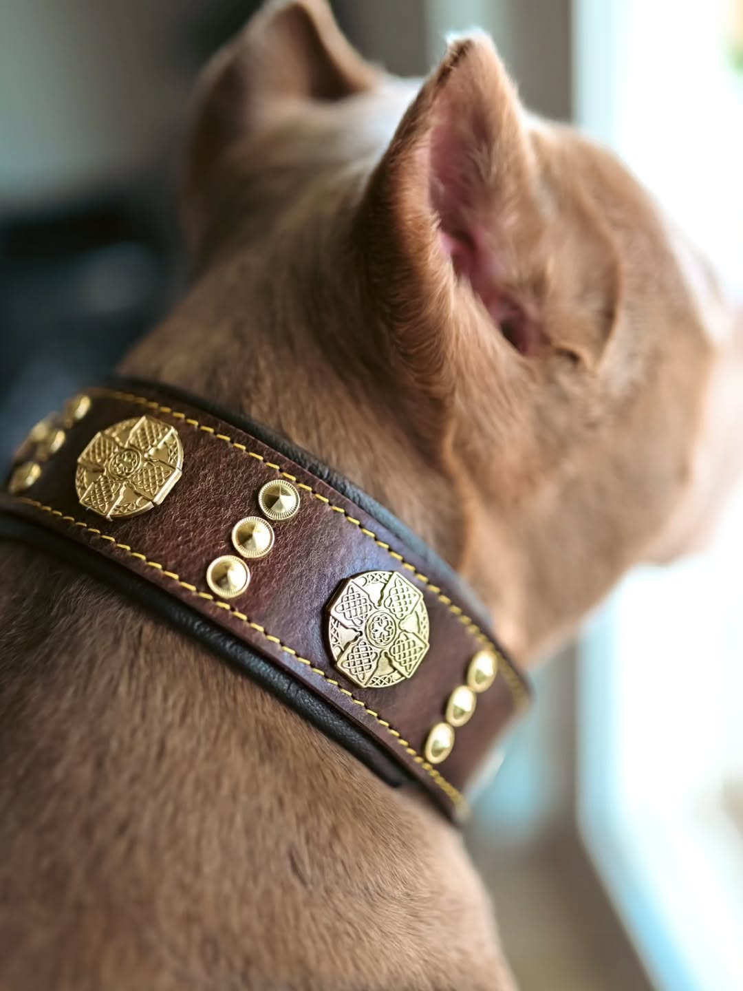 The "Maximus" collar 2.5 inch wide brown & gold-2