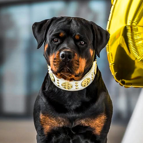 The "Maximus" collar 2.5 inch wide white & gold-2