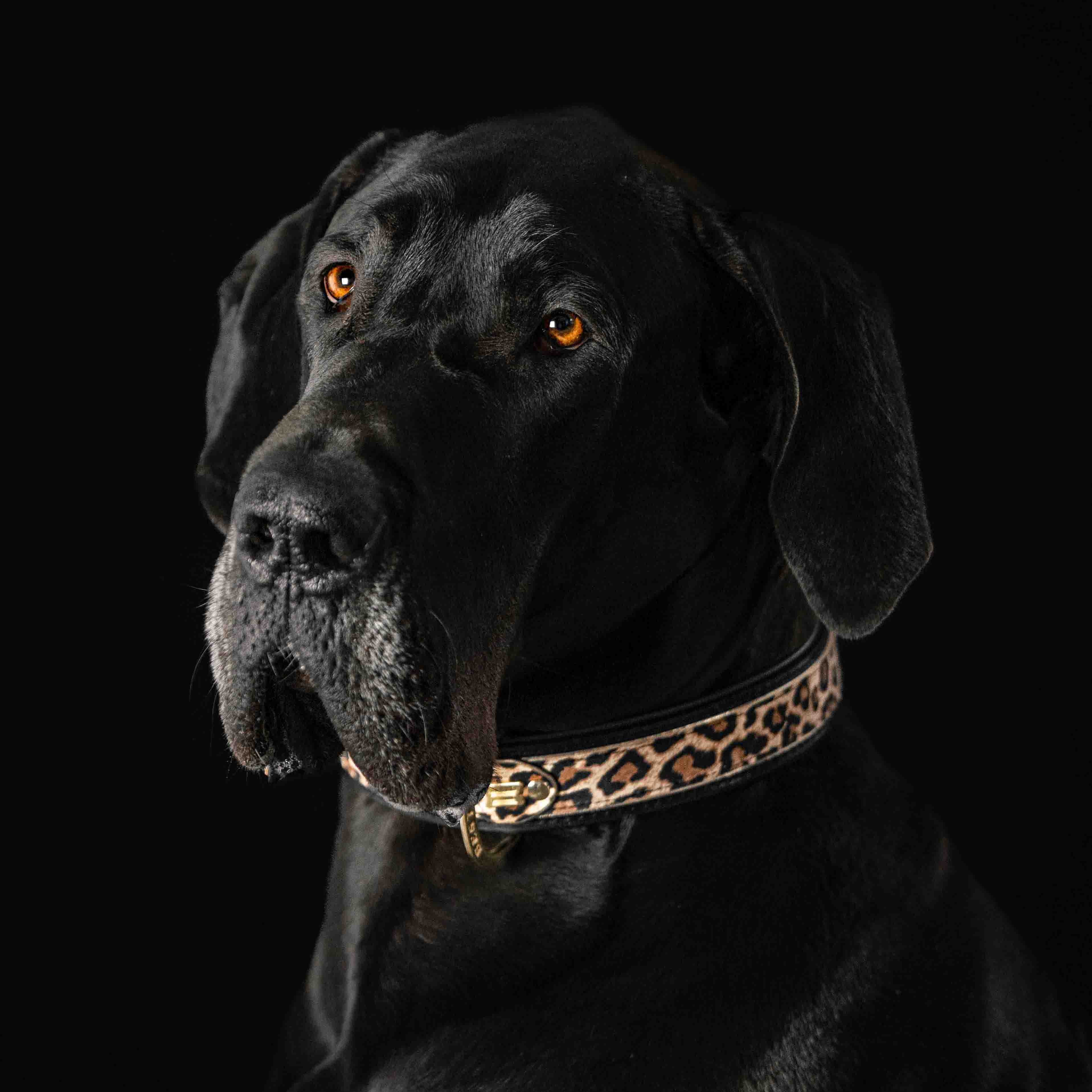 The Leopard Collar-2