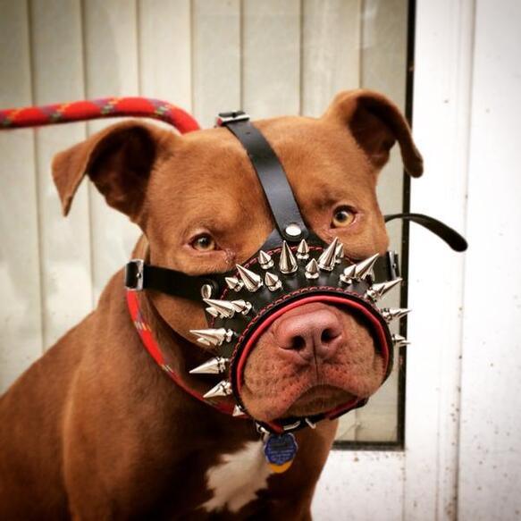 Le museau « Danger »