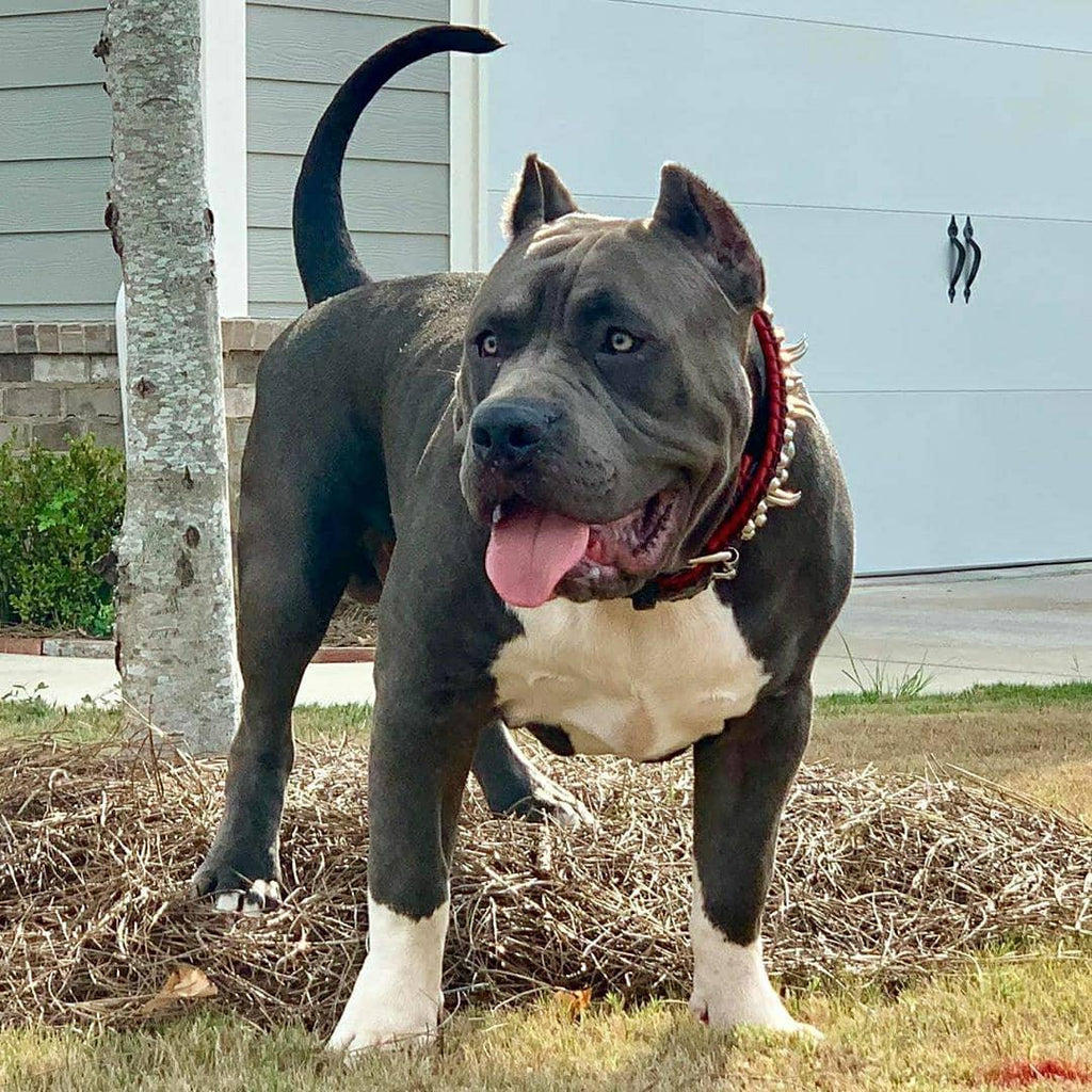 the "DAVID" hand stitched 3.15 inch wide show collar-3