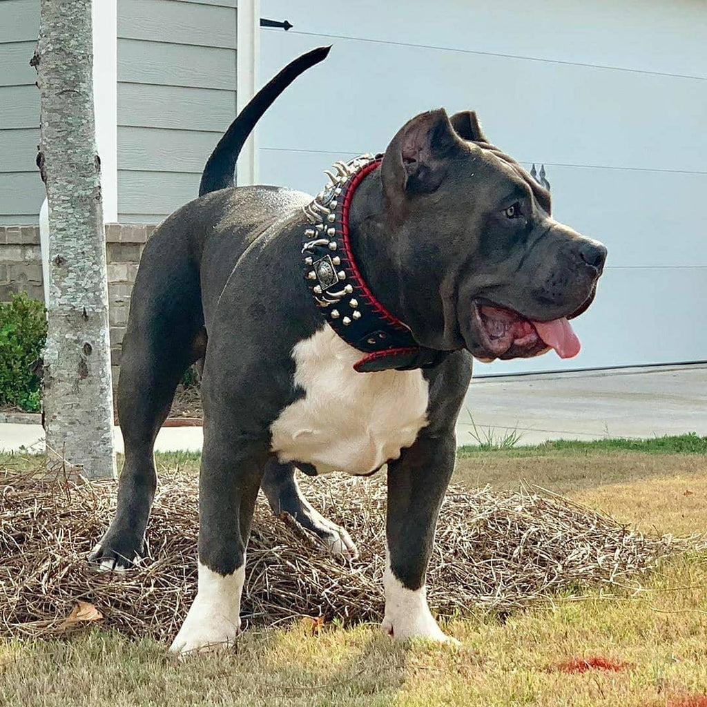 the "DAVID" hand stitched 3.15 inch wide show collar-4