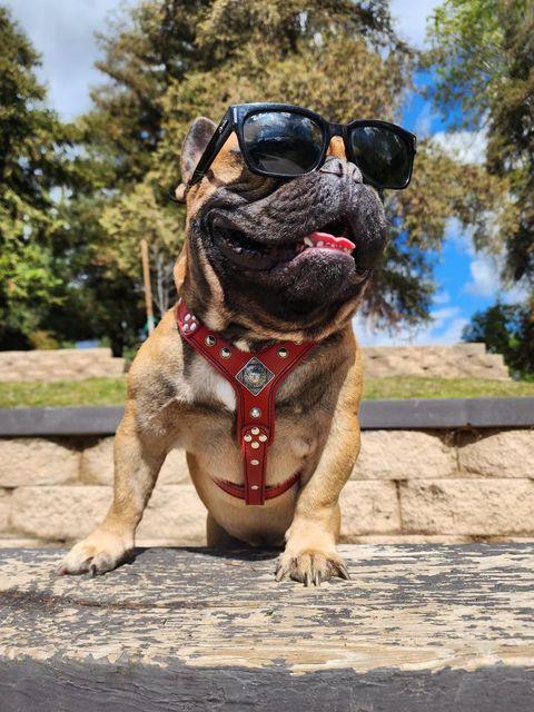 Harnais « Eros » rouge, taille S à M