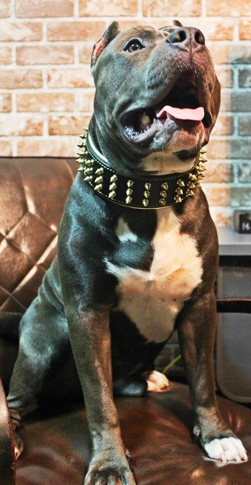 The "Gold Giant" collar-4