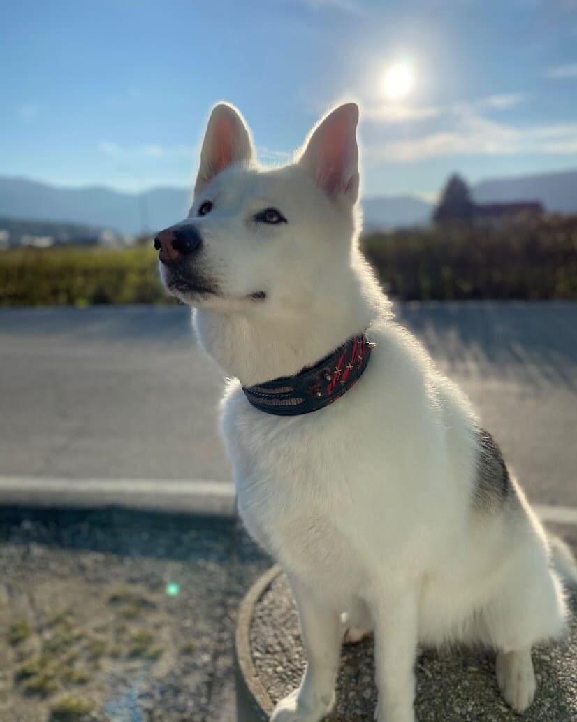 Le collier « Hanté » LIMITÉ