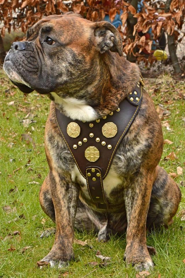 The "Maximus" brown harness-2