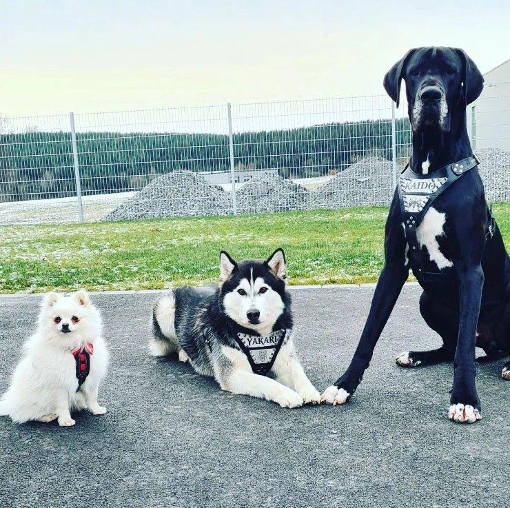 Le harnais « métal » - Personnalisé !