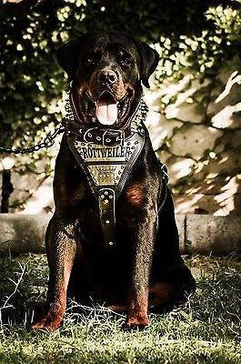 Le harnais « métal » - Personnalisé !