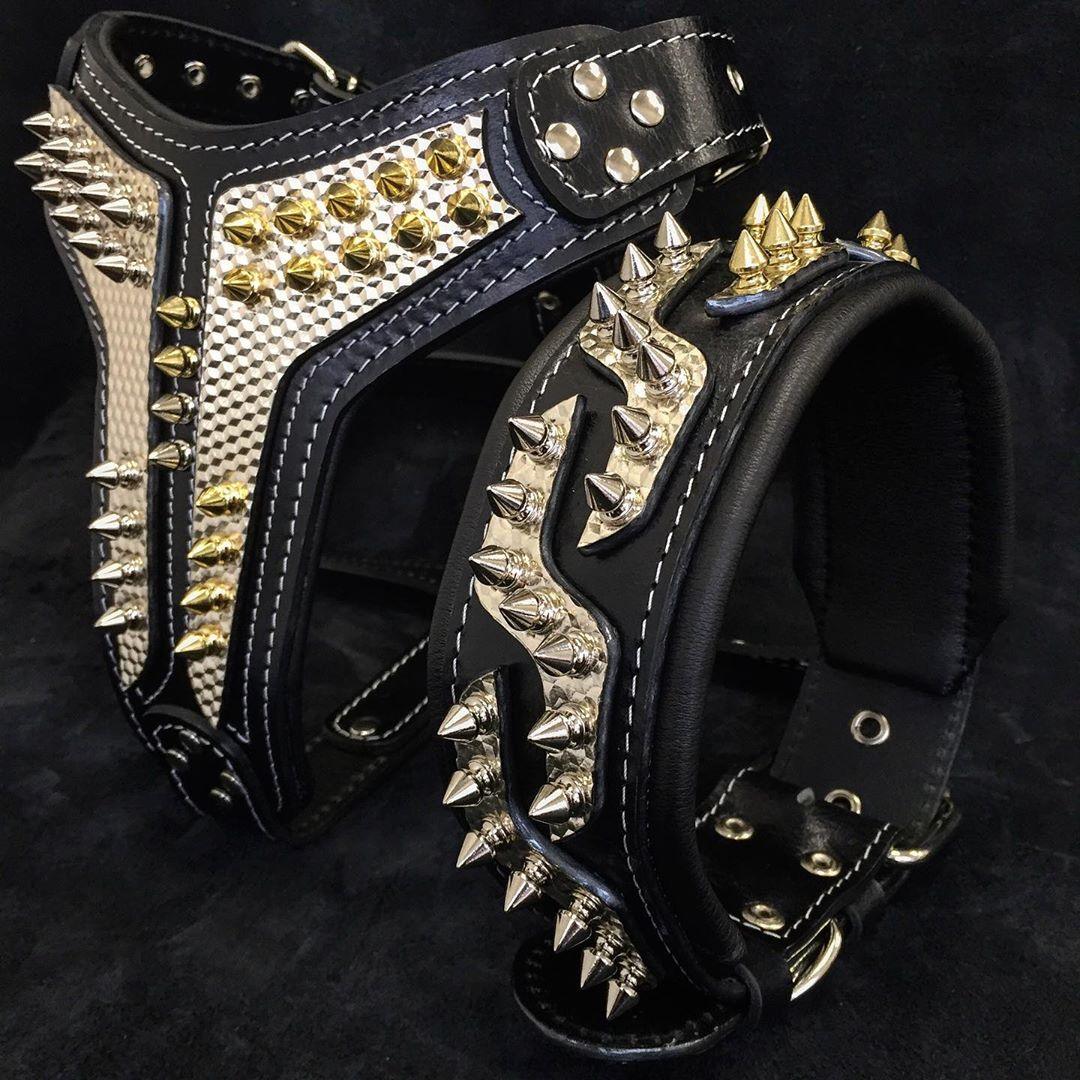 The ''Platinum'' collar-2