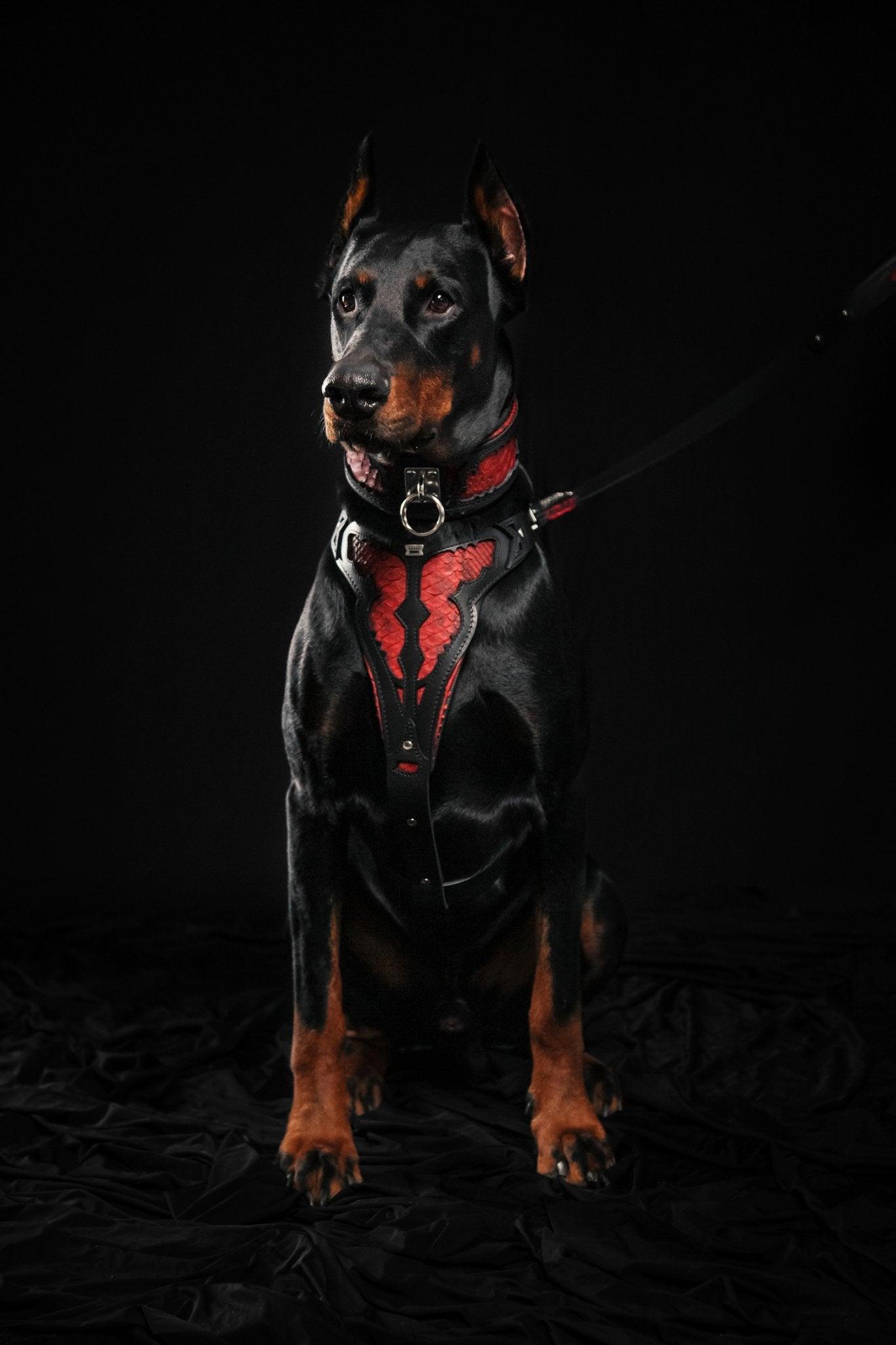 The ''Red Dragon'' collar-3