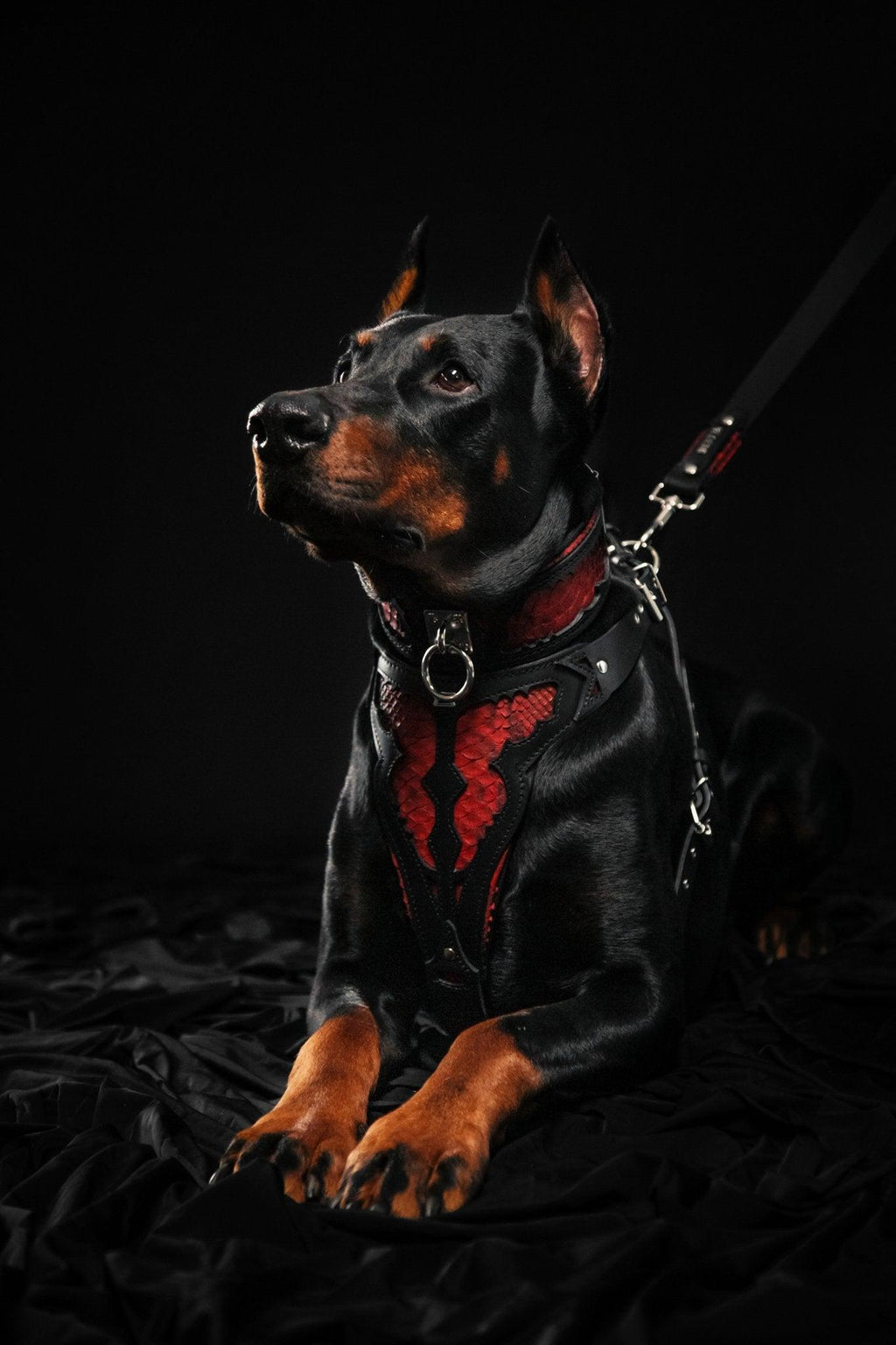 The ''Red Dragon'' collar-2