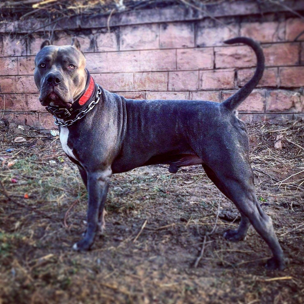 Le collier « reptile »