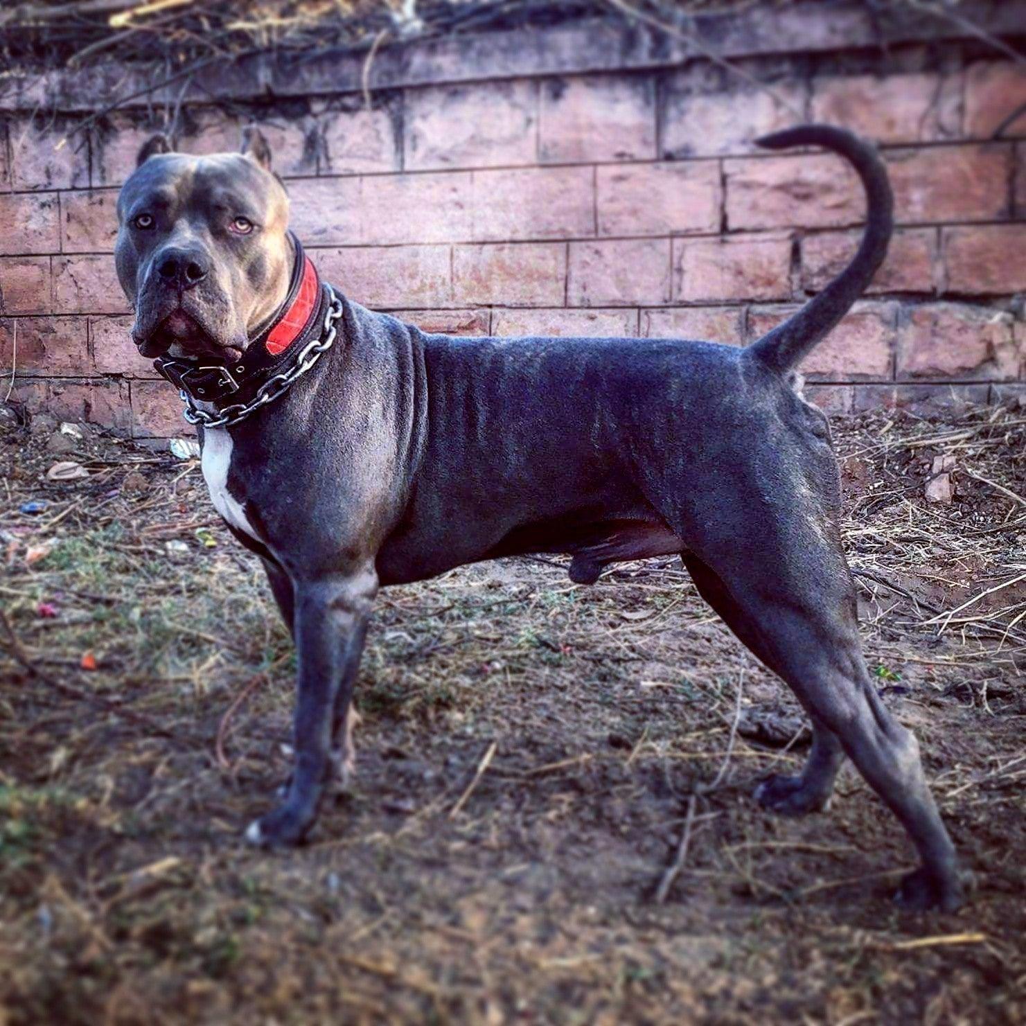 Le collier « reptile »