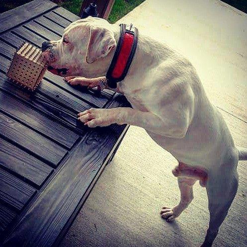 Le collier « reptile »