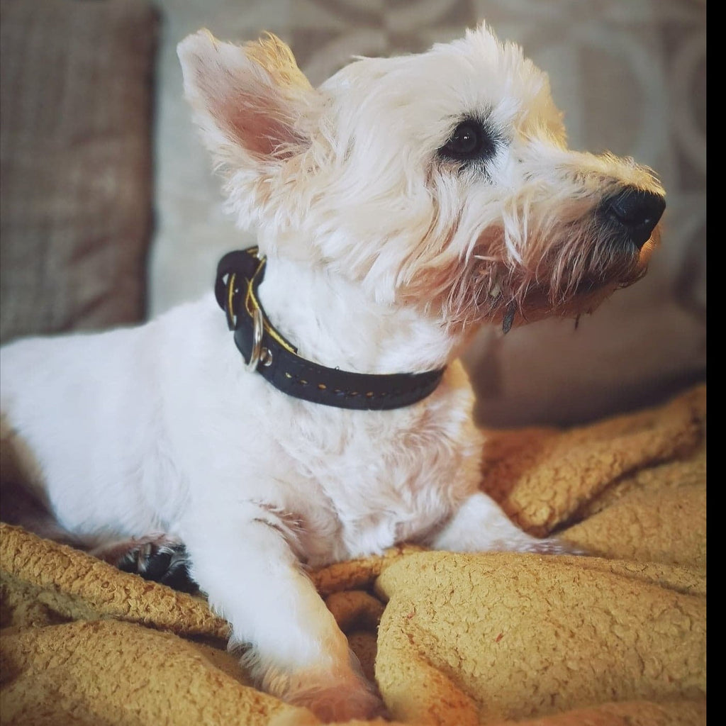 Eco Friendly Recycled Inner Tube Vegan Dog Collar-1