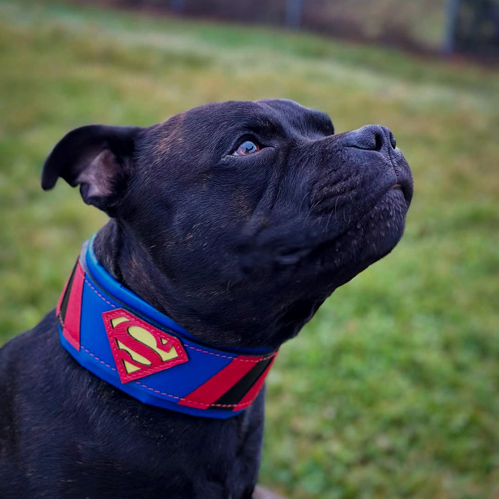 Superdog Collar-2