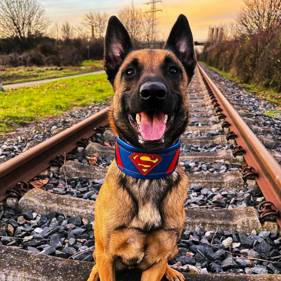 Superdog Collar-1